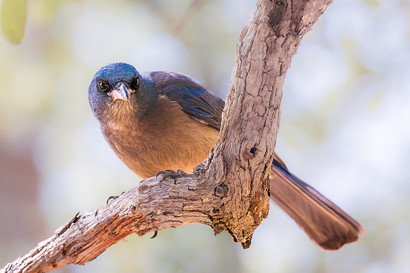 Curious, Mexican Jay, Chiricahua NM