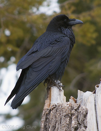 Rainbow Point Raven, Bryce Canyon NP