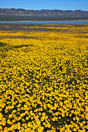 Soda Lake Tidy-tips, Carrizo Plain National Monument