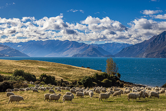 Pastoral Perfection, Lake Hawea, Wanaka Region