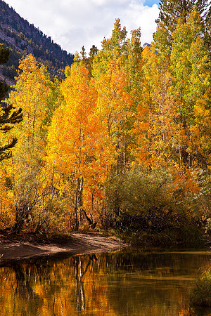 North Fork Bishop Creek Aspens