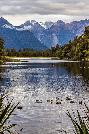 Geese on Lake Matheson, Fox Glacier