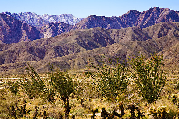 Ocotillo Bloom, Anza-Borrego SP