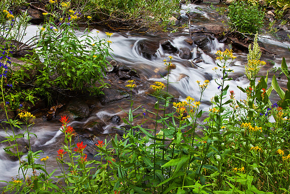 Wildflowers, Genevieve Creek, JMW