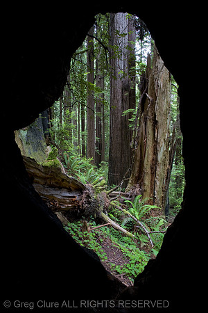 From Inside A Redwood, Redwood NP