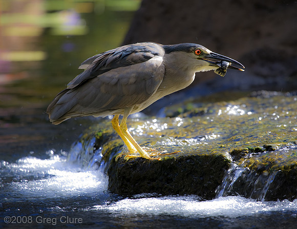 Night Heron Feeding, Maui