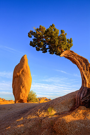 Last Light on Juniper & Monolith, Joshua Tree National Park