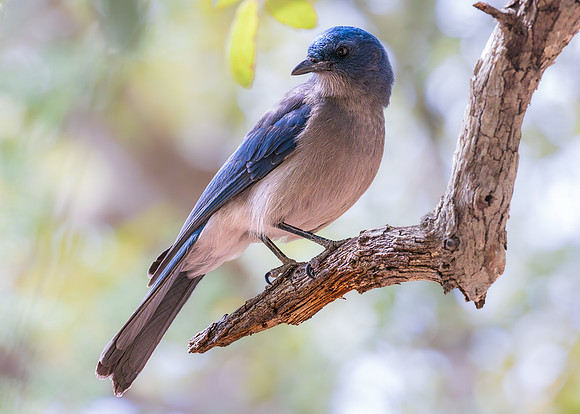Checking His Six, Mexican Jay, Chiricahua NM