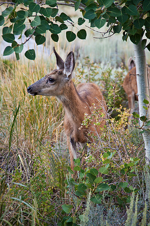 Young Doe Under Aspen, Convict Lake