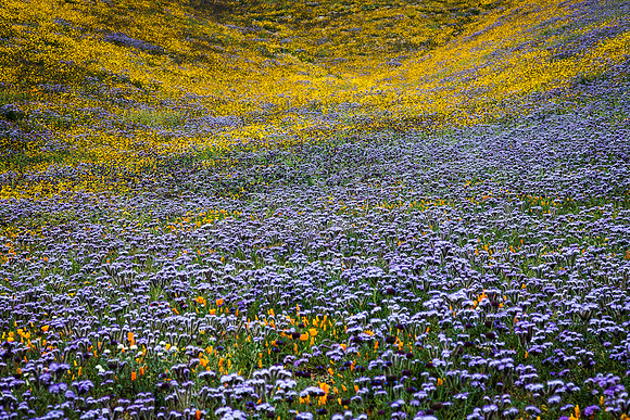 Blue & Gold