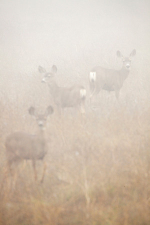 Dense Fog Alert, Malibu Creek SP