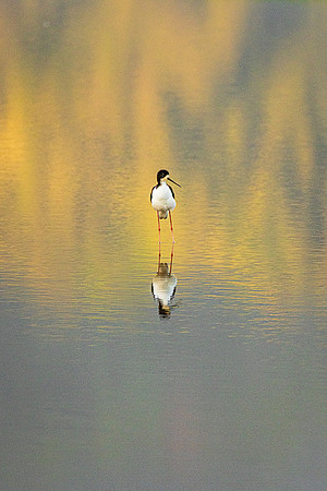 Golden Pond Light with Ae'o Hawaiian Black-necked Stilt, Kauai