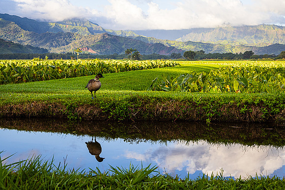 Nene Relection, Hanalei Valley, Kauai