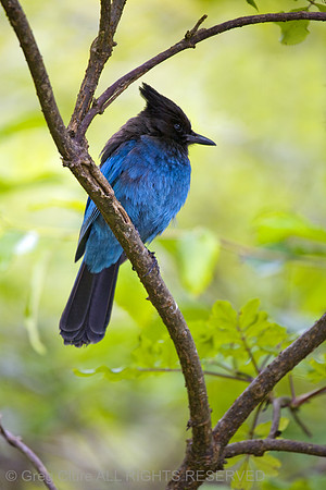 Steller's Jay, Redwood NP