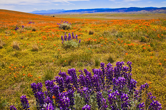 Lupins, Goldfields and Poppies