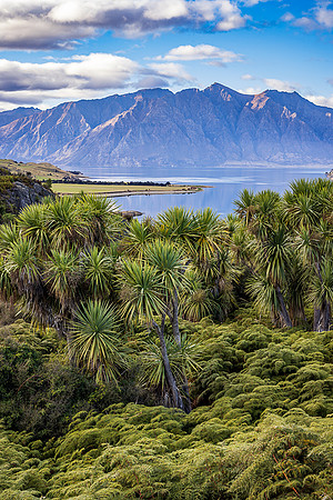 Cabbage Trees, Lake Hawea