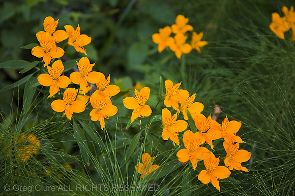 Tiger Lillies, Redwood NP