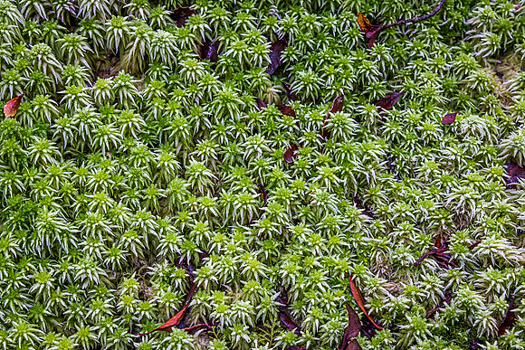 Moss Matt, Lake Matheson, Fox Glacier