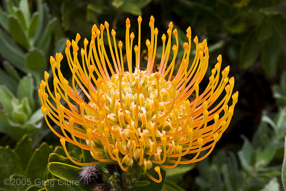 Protea 1, Maui