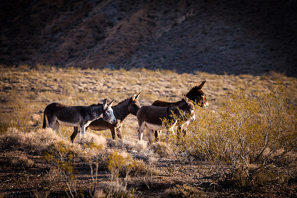 Wild Burro Gang