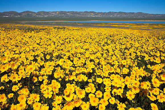 Mellow Yellow, Carrizo Plain National Monument