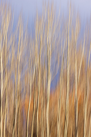 Birch Tree Tops Blur