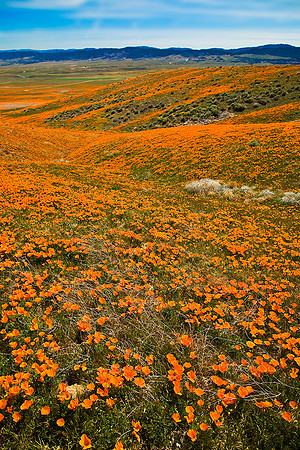 Orange Waves