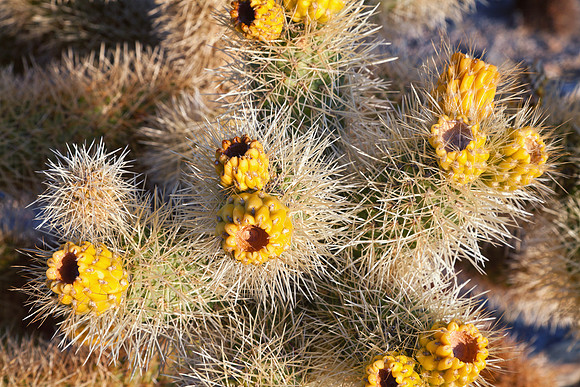 Cholla Buds, Joshua Tree NP