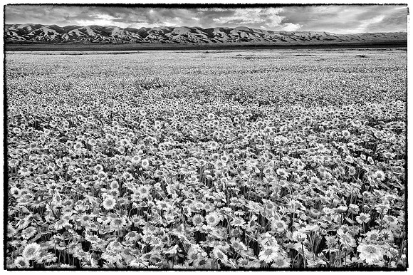 Flower Power, Carrizo Plain National Monument Hi Key B&W