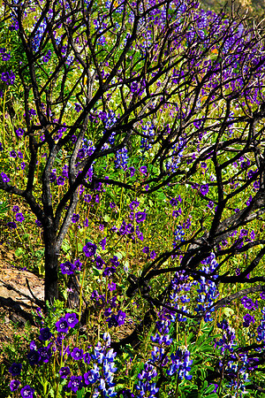 Burnt Bush, La Jolla Canyon