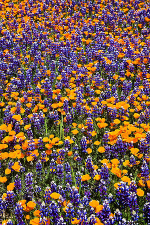 Wildflower Potpourri, Figueroa Mountain