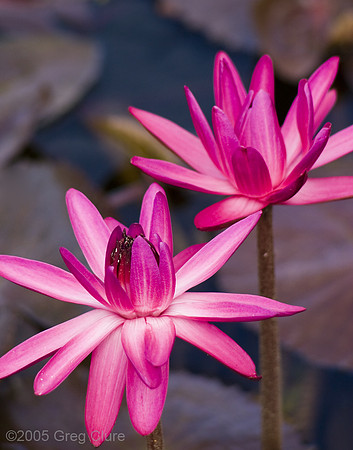 Pink Lilly Pair, Maui