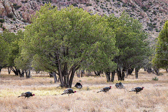 Turkey Flock , Chiricahua NM