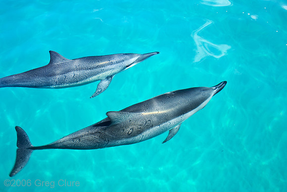 Dolphin Pair, Napali Coast, Kauai