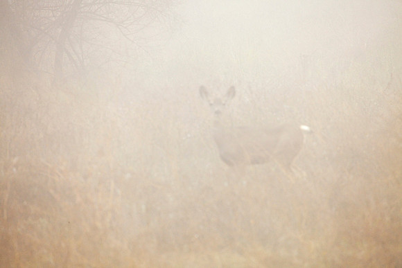 Reduced Visiablity, Malibu Creek SP