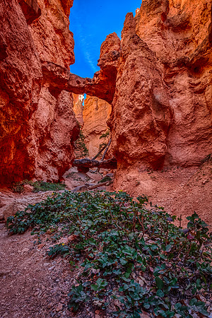 Twin Bridges, Bryce Canyon
