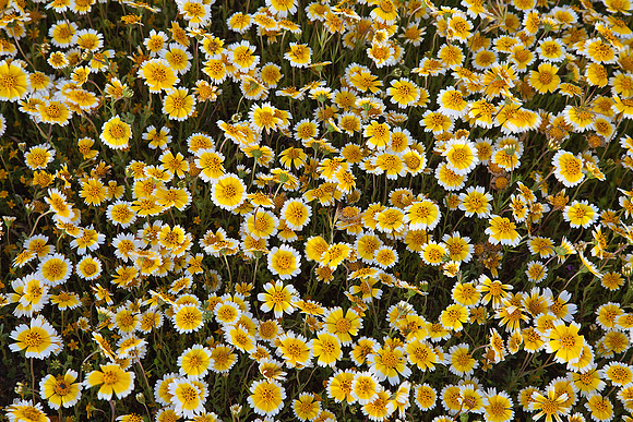 Wall Flowers, Carrizo Plain National Monument
