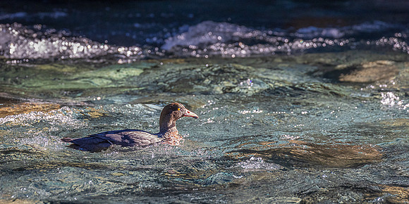 Blue Duck on Marian Creek, Fiordland National Park