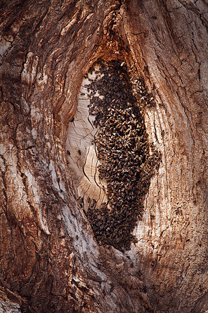 Scotty's Bees