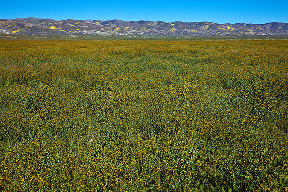 Fiddleneck Field, Carrizo Plain National Monument