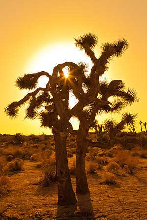 Joshua Tree Sunset