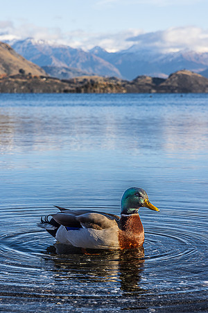 Mallard Duck, Lake Wanaka