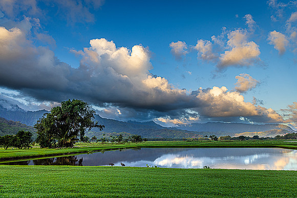 Irrigation Pond, Hanalei Valley, Kauai