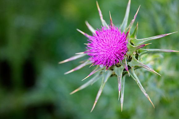 Milk Thistle