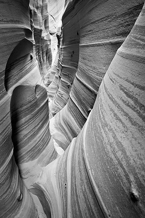 Ecalante's Zebra Slot B&W