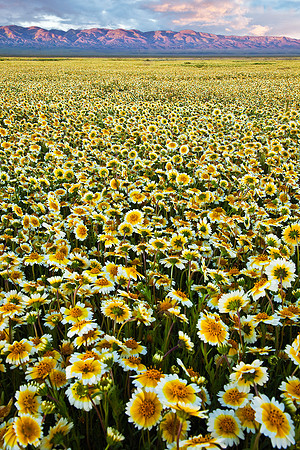 Tidy-tip Sunset, Carrizo Plain National Monument
