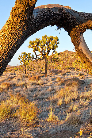 Joshua Tree Arch