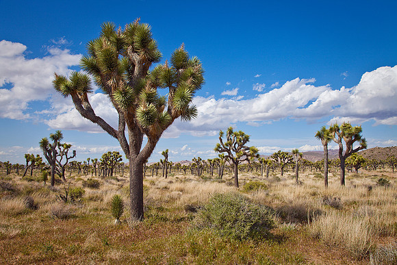 Desert Forest, Joshua Tree National Park