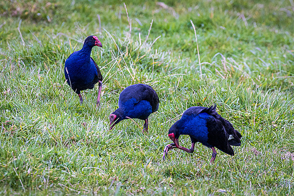 Pūkekos, Fox Glacier