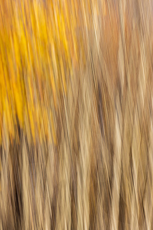 Birch Tree Blur